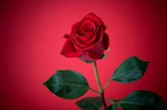 Immagine profilo di red-rosetulip